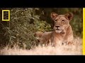 Lion Conservation in Kenya
