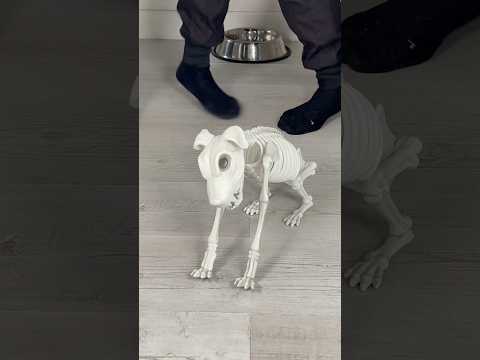 Nico our Hero 🐶🥲💀 #comedy #neffatibrothers #dog