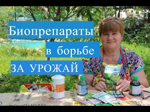 Огурцы. Спасаем урожай огурцов c помощью биопрепаратов. (15. 06. 16 г)
