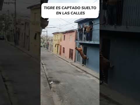tigre es captado suelto en las calles