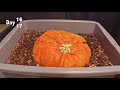 ვიდეო გაკვეთილის ტესტი