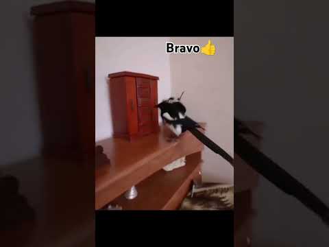 #funny #trendingshorts #shorts #shortsvideo #viralvideo #trending #shortvideo #video