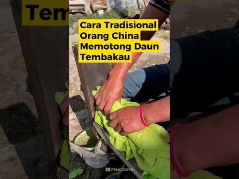 Daun Tembakau Tradisional