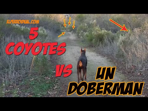 5 Coyotes Vs un Doberman