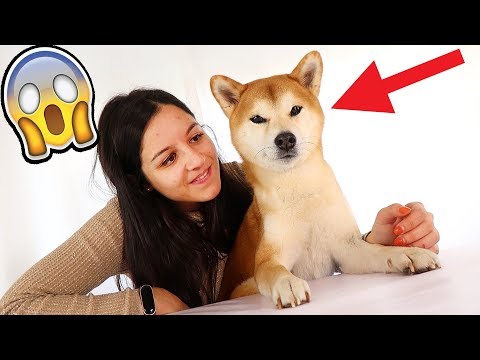 ¡INCREÍBLE! UN DOGE VIENE A VISITARNOS