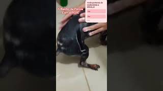 Primeiro banho da Pérola com a PEPÊ, se divertiram muito...curtem e nos ajudem a compartilhar bjos