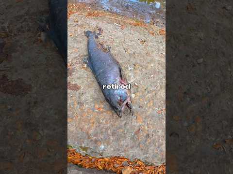 I Fished for SALMON ๐๐ฃ