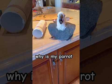 Itโs that season! #cockatoo #parrot #hormones #adoptdontshop