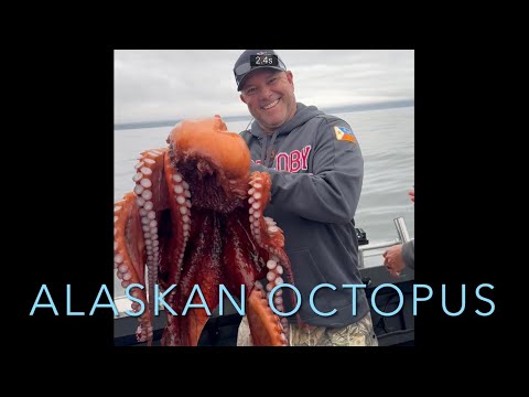 Alaskan Octopus