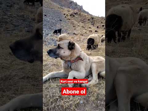 Kurt uluması ve kangal