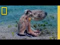 Octopus Hunting Strategies and Adaptations