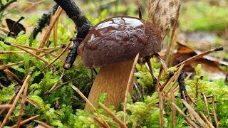 PODGRZYBKI w NATARCIU - 2,5 GODZINY ponad 150 SZTUK!!! Jaka ZDROWOTNOŚĆ TYCH GRZYBÓW??? 🍄‍🟫🍄‍🟫🍄‍🟫