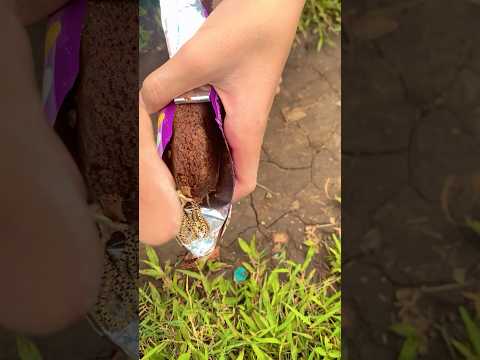 Kemasan coklat hadiah emas #diy #kreatif #viral #art #craft