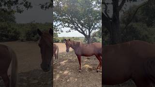 The New forest ponies #fyptiktok