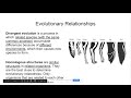 Exploring Fossil Evidence in Evolution