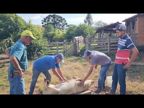 Lida Do Porco Caipira Carne De Lata Tradição Familiar