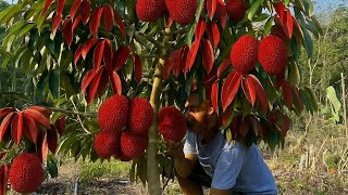 2+1 extra durian grafting so simple and easy for beginners