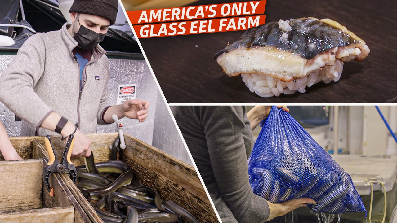 How an Eel Farm Grows and Smokes Eels for Top Sushi Restaurants Dan Does