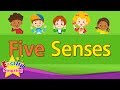 Human Senses Identification
