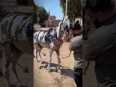 This Man Is Very Kind To Wild Horses
