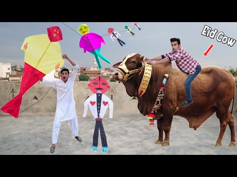 Man Kite Vs Eid Cow Buy | Kites