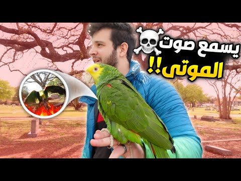 اخذت ببغائي للمقبرة وصدمتنا ردة فعله #سبحان الله