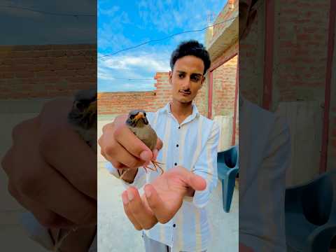Pata Nahi Ye Chidiya Kaha Se A Gayi 😱 #shorts #minivlog #dailyvlog #newvlog