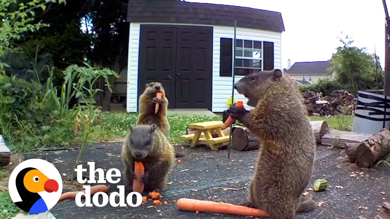 Groundhog Caught Destroying Guy's Garden Brings His Whole Family For Dinner