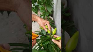 gardening for stress free life #gardening #garden #kitchengarden #terracegardenindia #organicfarming