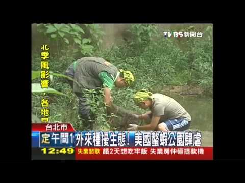 5  外來種擾生態！　美國螯蝦公園肆虐 - YouTube(1分21秒)