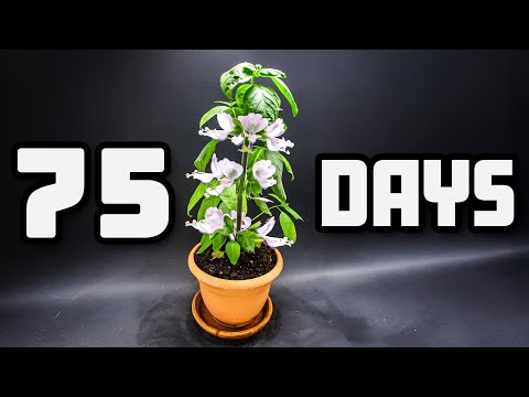 Thai Basil's Life Cycle in Time-Lapse (Seed to Bloom)