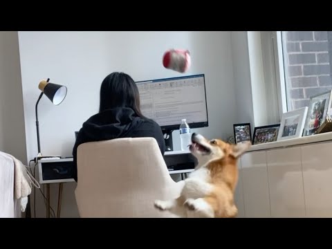 Corgi Introvertido Solo Quiere Jugar Consigo Mismo