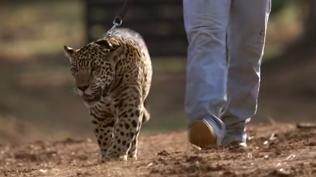 Jaguar Orphans go for a Swim Jaguars Born Free BBC Earth