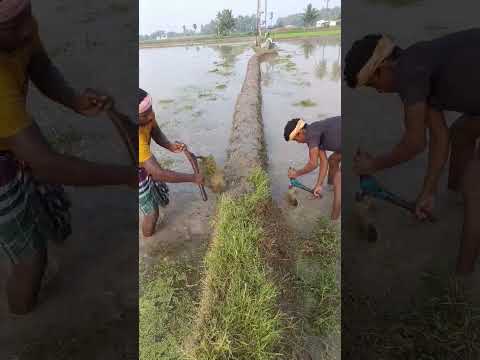 రైతులు పొలంలో వ్యవసాయం ||  చేస్తున్నారు farmers farming field work #viral