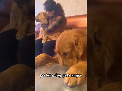 The dog is jealous #foryou #funny #funypets #dog