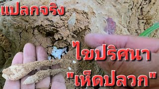 แปลก..คนไม่รู้เห็ดปลวกเกิดเพราะสิ่งนี้"ดูชัดๆ"
