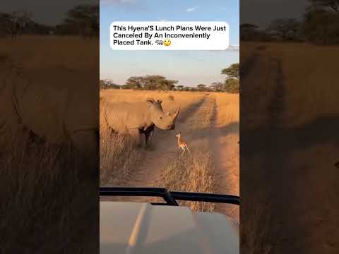 This is the ultimate 'mess with my tiny friend, you mess with me' moment #Rhino #Safari #hyena