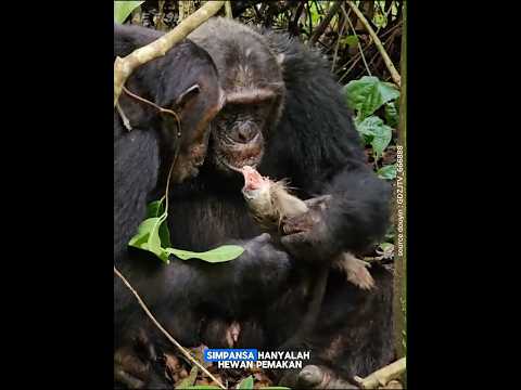 Sisi gelap simpanse #animals