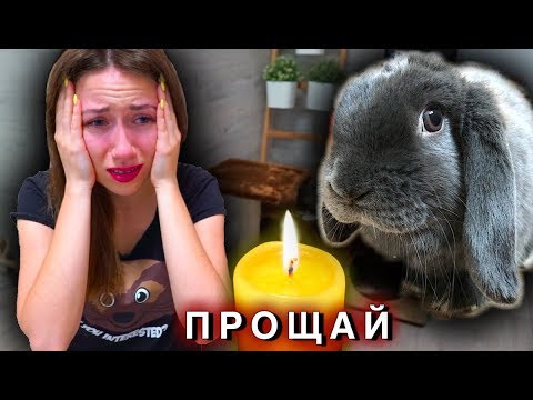 УМЕР КРОЛИК ЛИЗУН Последний День Смерть питомца | Elli Di Pets