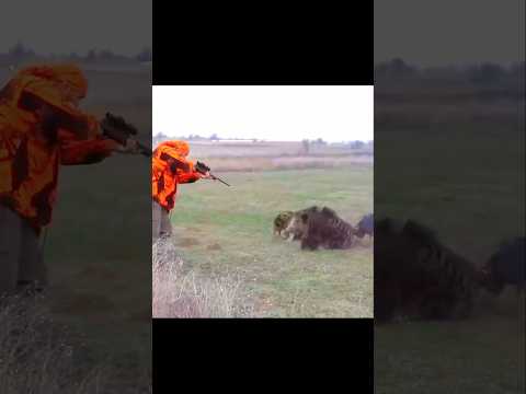 Атакующий кабан! Моя самая безумная охота» #кабан #охота #охотанакабана #охотничьяжизнь