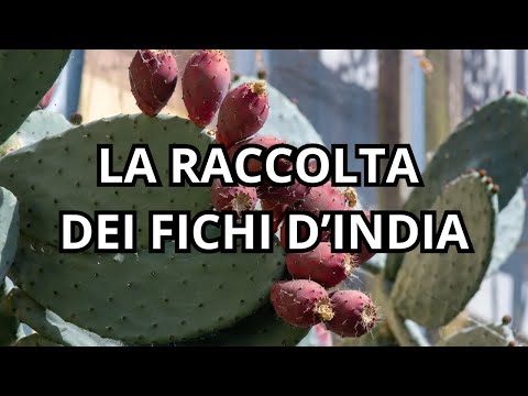 Come raccogliere e pulire i fichi d'india | Tutto per Casa