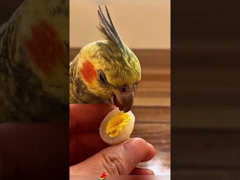 A Parrot's Blind Date Story#animals #Friendship #Us