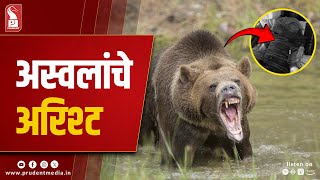 Joida: Three Bears Maul Farmer