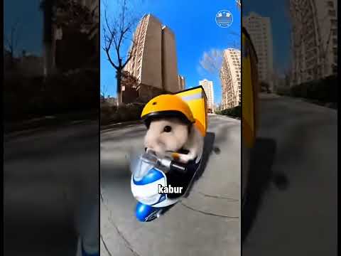 Hamster kecil ini rela membela majikannya