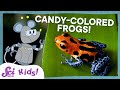 Understanding Aposematism and Mimicry in Frogs