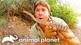 Snakes on the Base! | The Crocodile Hunter | Animal Planet