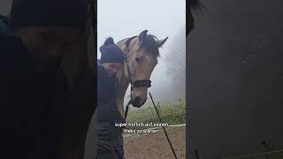 Niemals darf beim Training eines Pferdes auf dessen Gehirn oder Gefühl vergessen werden!