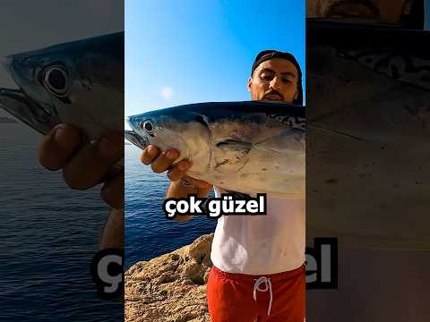 Dev Yazılı Orkinos Makineyi Yaktı / Kıyı At Çek Lrf Balık Avı #shorts #fishing