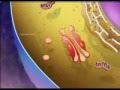 Exploring Cell Organelles and Their Functions