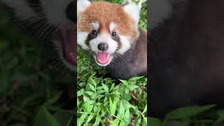 Red panda siblings